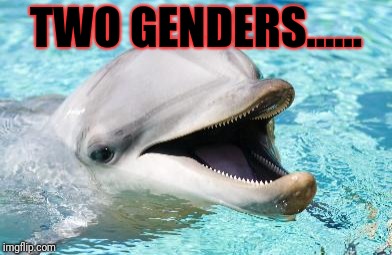 Dumb Joke Dolphin | TWO GENDERS...... | image tagged in dumb joke dolphin | made w/ Imgflip meme maker