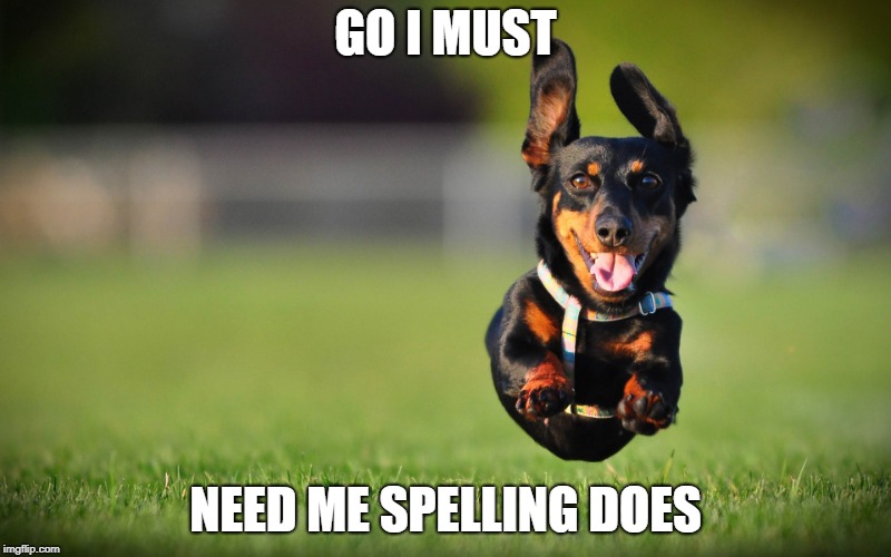 Dog Running | GO I MUST; NEED ME SPELLING DOES | image tagged in dog running | made w/ Imgflip meme maker
