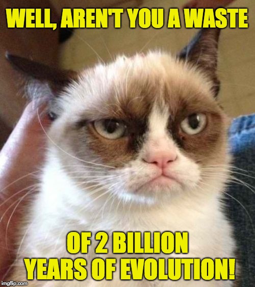 Grumpy Cat Reverse Meme | WELL, AREN'T YOU A WASTE; OF 2 BILLION YEARS OF EVOLUTION! | image tagged in memes,grumpy cat reverse,grumpy cat | made w/ Imgflip meme maker