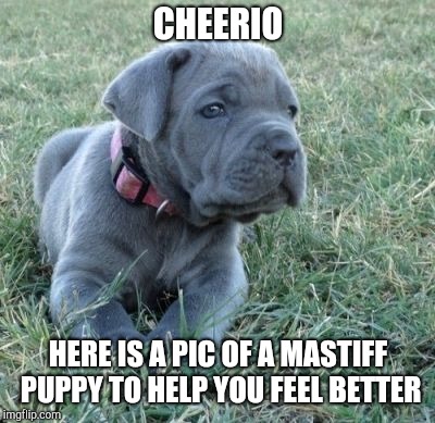 Cute Puppys Cure Suicides.  | CHEERIO; HERE IS A PIC OF A MASTIFF PUPPY TO HELP YOU FEEL BETTER | image tagged in cute puppies,suicide,i know that feel bro | made w/ Imgflip meme maker