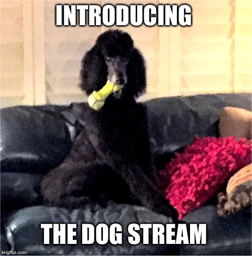 Noah in the bone life | INTRODUCING; THE DOG STREAM | image tagged in noah in the bone life | made w/ Imgflip meme maker