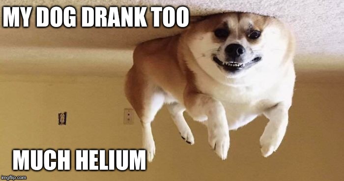 Helium | MY DOG DRANK TOO; MUCH HELIUM | image tagged in lol,dog,funny,helium | made w/ Imgflip meme maker