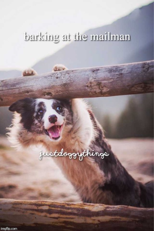 Justdoggythings | image tagged in feels good,justdoggythings | made w/ Imgflip meme maker