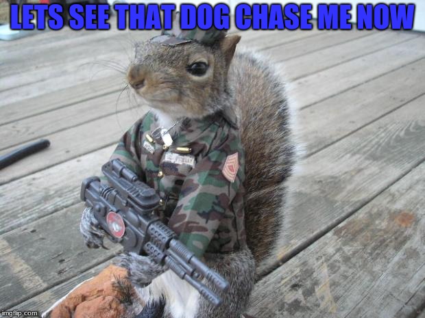 Run dog Run Army week (Jan 9th-16th) A NikoBellic event | LETS SEE THAT DOG CHASE ME NOW | image tagged in army squirrel,army week,nikobellic,thanks | made w/ Imgflip meme maker