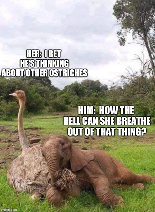To an elephant, all body parts are trunk related! | HER:  I BET HE'S THINKING ABOUT OTHER OSTRICHES; HIM:  HOW THE HELL CAN SHE BREATHE OUT OF THAT THING? | image tagged in i bet he's thinking about other women,ostrich,elephant,animals,funny,memes | made w/ Imgflip meme maker