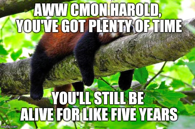 Procrastination | AWW CMON HAROLD, YOU'VE GOT PLENTY OF TIME YOU'LL STILL BE ALIVE FOR LIKE FIVE YEARS | image tagged in procrastination | made w/ Imgflip meme maker