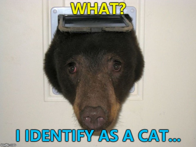 It seemed like a good idea at the time... :) | WHAT? I IDENTIFY AS A CAT... | image tagged in peeking bear,memes,animals,bears | made w/ Imgflip meme maker