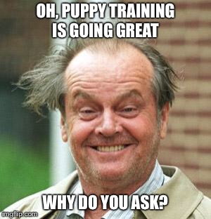 Jack Nicholson Crazy Hair | OH, PUPPY TRAINING IS GOING GREAT; WHY DO YOU ASK? | image tagged in jack nicholson crazy hair | made w/ Imgflip meme maker