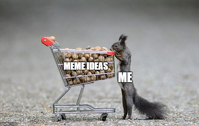 MEME IDEAS; ME | image tagged in squirrel,ideas,shopping,shopping cart | made w/ Imgflip meme maker