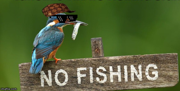 Thug Life | image tagged in memes,bird weekend,thug life,scumbag,kingfisher | made w/ Imgflip meme maker