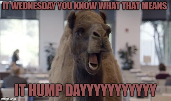 Hump Day Camel | IT WEDNESDAY YOU KNOW WHAT THAT MEANS; IT HUMP DAYYYYYYYYYYY | image tagged in hump day camel | made w/ Imgflip meme maker