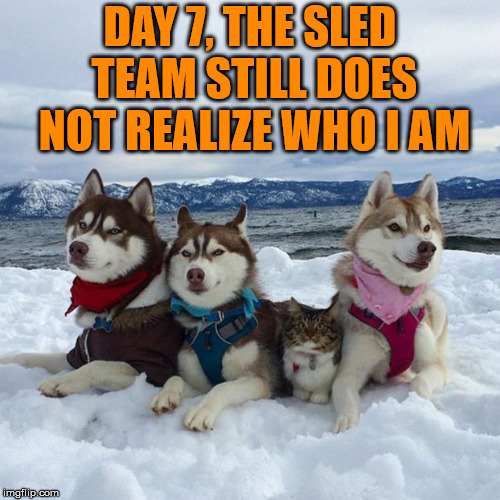 Fitting in with the sled team | DAY 7, THE SLED TEAM STILL DOES NOT REALIZE WHO I AM | image tagged in meme,dogs,cats,sledding,funny,snow | made w/ Imgflip meme maker
