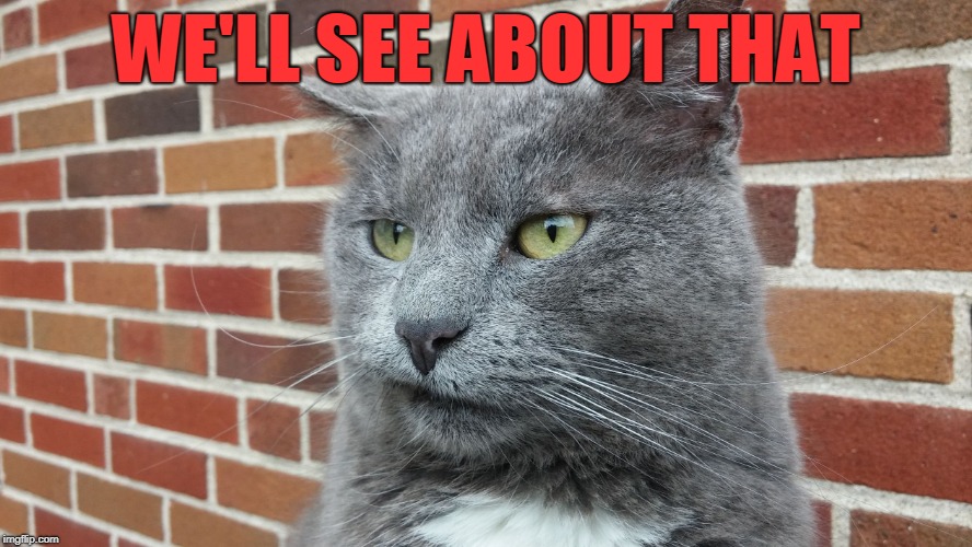 Evil Cat | WE'LL SEE ABOUT THAT | image tagged in evil cat | made w/ Imgflip meme maker
