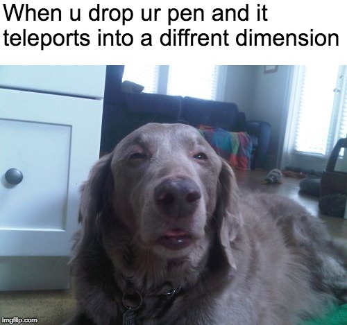 Woah | When u drop ur pen and it teleports into a diffrent dimension | image tagged in memes,high dog,funny memes,other | made w/ Imgflip meme maker