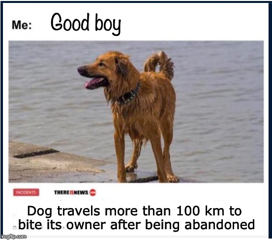 PAY BACK | Good boy; Dog travels more than 100 km to bite its owner after being abandoned | image tagged in the most interesting dog in the world,abandoned,payback | made w/ Imgflip meme maker