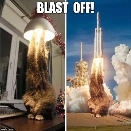 Blast off! | BLAST  OFF! | image tagged in cats,flying,memes,funny | made w/ Imgflip meme maker