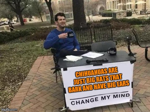 Chihuahuas are my favorite breed of dog! | CHIHUAHUAS ARE JUST BIG RATS THAT BARK AND HAVE BIG EARS | image tagged in change my mind,memes,funny,chihuahua,dogs,pets | made w/ Imgflip meme maker