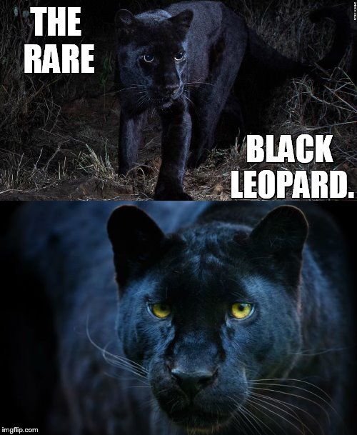 Not  Caught On Photograph In The Wild For Over 100 Years...Until Now | THE RARE; BLACK LEOPARD. | image tagged in memes,rare,black,leopard,in the wild,look at this photograph | made w/ Imgflip meme maker
