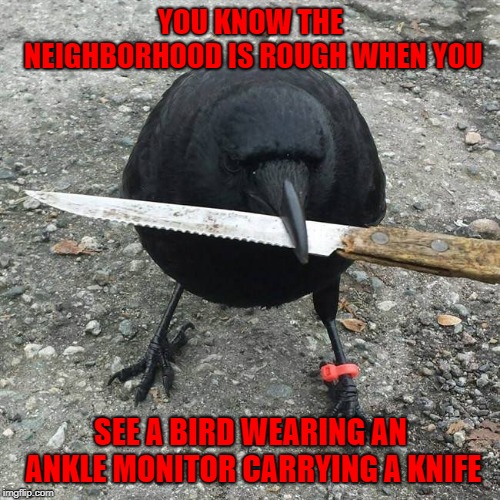 When birds go bad!!! | YOU KNOW THE NEIGHBORHOOD IS ROUGH WHEN YOU; SEE A BIRD WEARING AN ANKLE MONITOR CARRYING A KNIFE | image tagged in blackbird,memes,birds,funny,rough neighborhood,animals | made w/ Imgflip meme maker