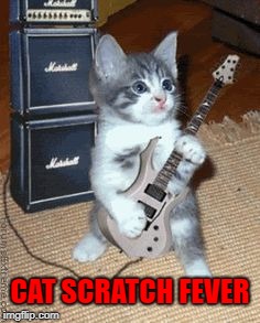 CAT SCRATCH FEVER | image tagged in cats,memes,kittens,funny,rock,animals | made w/ Imgflip meme maker