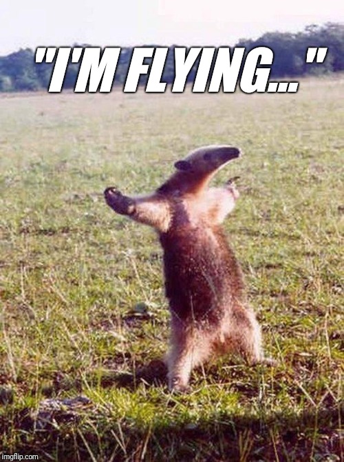 Ahhh, Jack and Rose... but Jack's not there. | "I'M FLYING..." | image tagged in fight me anteater | made w/ Imgflip meme maker