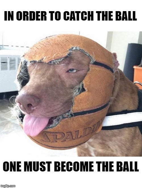 ok i caught the ball! | IN ORDER TO CATCH THE BALL; ONE MUST BECOME THE BALL | image tagged in dog,ball,silly,upvote | made w/ Imgflip meme maker