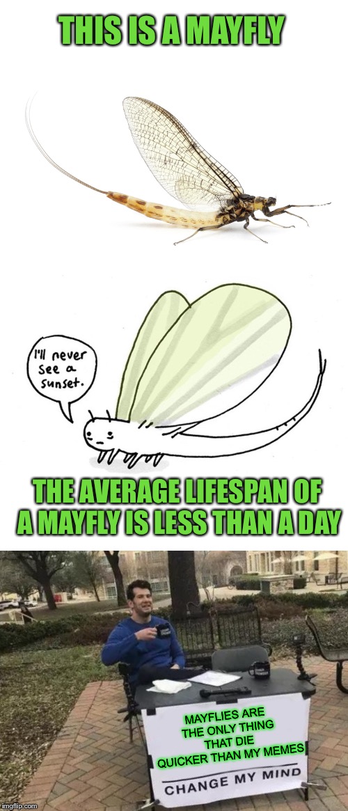 Help this little guy, have a longer and more prosperous life than usual.  | THIS IS A MAYFLY; THE AVERAGE LIFESPAN OF A MAYFLY IS LESS THAN A DAY; MAYFLIES ARE THE ONLY THING THAT DIE QUICKER THAN MY MEMES | image tagged in memes,drop,like,flies | made w/ Imgflip meme maker