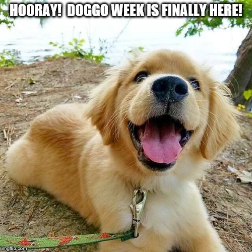 Hooray!  Doggo week is finally here! | HOORAY!  DOGGO WEEK IS FINALLY HERE! | image tagged in golden retriever,puppy,cute,doggo week,meme,doggo | made w/ Imgflip meme maker