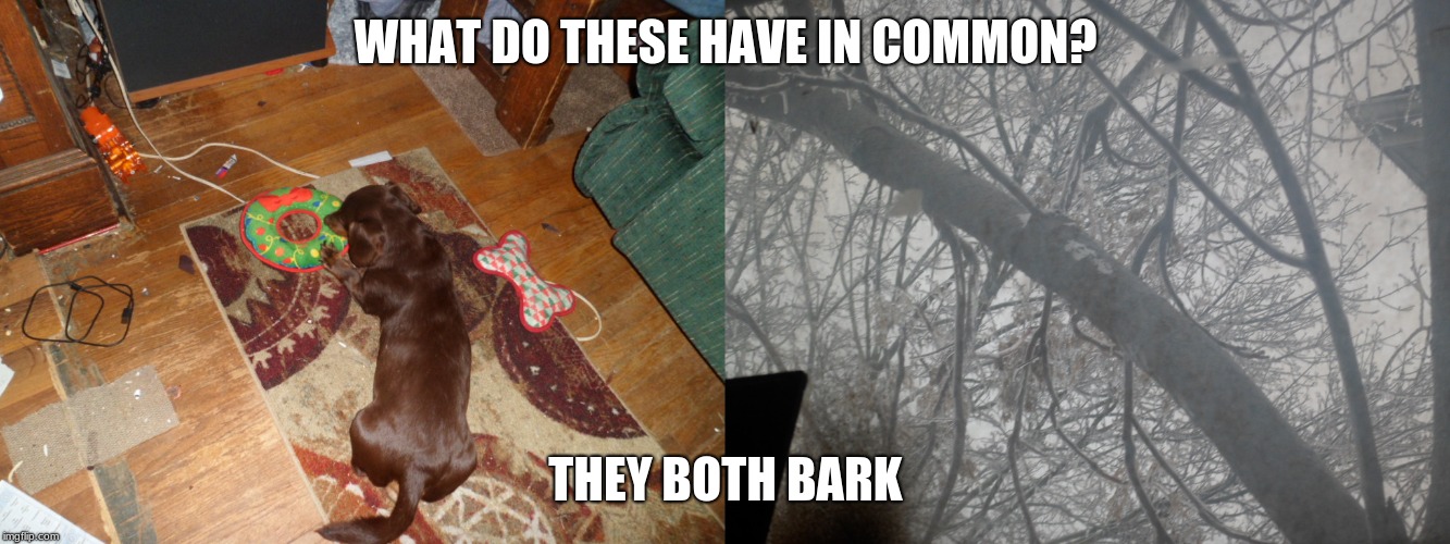 Bark | WHAT DO THESE HAVE IN COMMON? THEY BOTH BARK | image tagged in bad pun dog,dachshund,tree | made w/ Imgflip meme maker