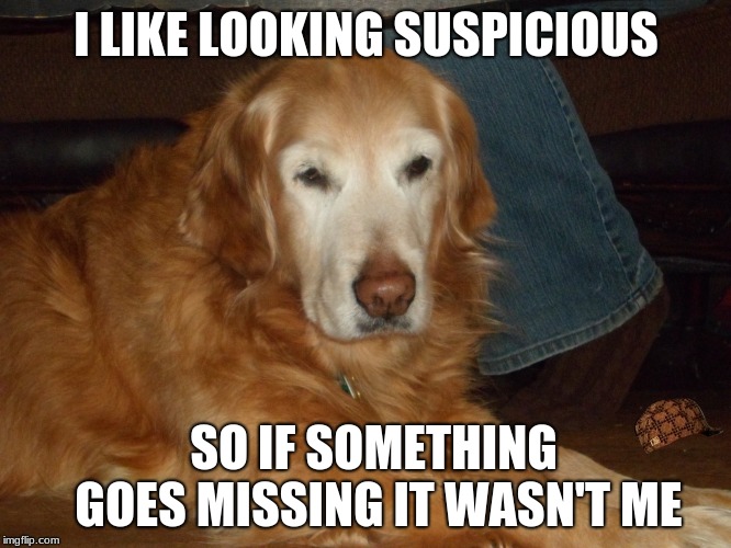 golden retriever | I LIKE LOOKING SUSPICIOUS; SO IF SOMETHING GOES MISSING IT WASN'T ME | image tagged in golden retriever | made w/ Imgflip meme maker