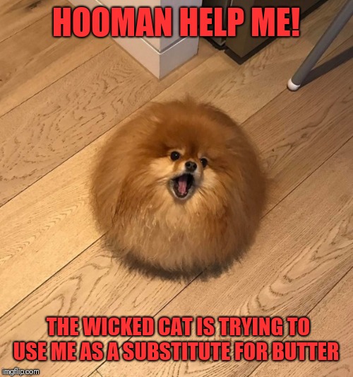 Doggo week March 10-16 a Blaze_The_Blaziken and 1ForcePeace Event | HOOMAN HELP ME! THE WICKED CAT IS TRYING TO USE ME AS A SUBSTITUTE FOR BUTTER | image tagged in dogs,wicked cat,butter,melting | made w/ Imgflip meme maker