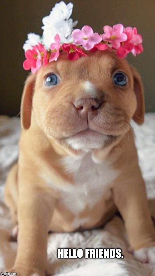 If you're having a bad day, here's a puppy with a flower crown. | HELLO FRIENDS. | image tagged in puppy,cute,wholesome,doggo week,pupper,doggo | made w/ Imgflip meme maker