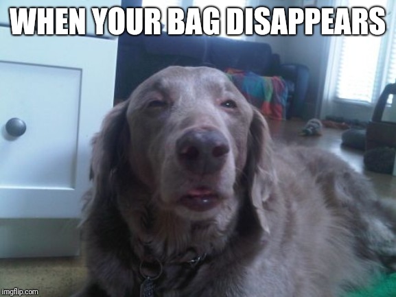 Doggo Week March 10-16 a Blaze_the_Blaziken and 1forpeace Event | WHEN YOUR BAG DISAPPEARS | image tagged in memes,high dog | made w/ Imgflip meme maker