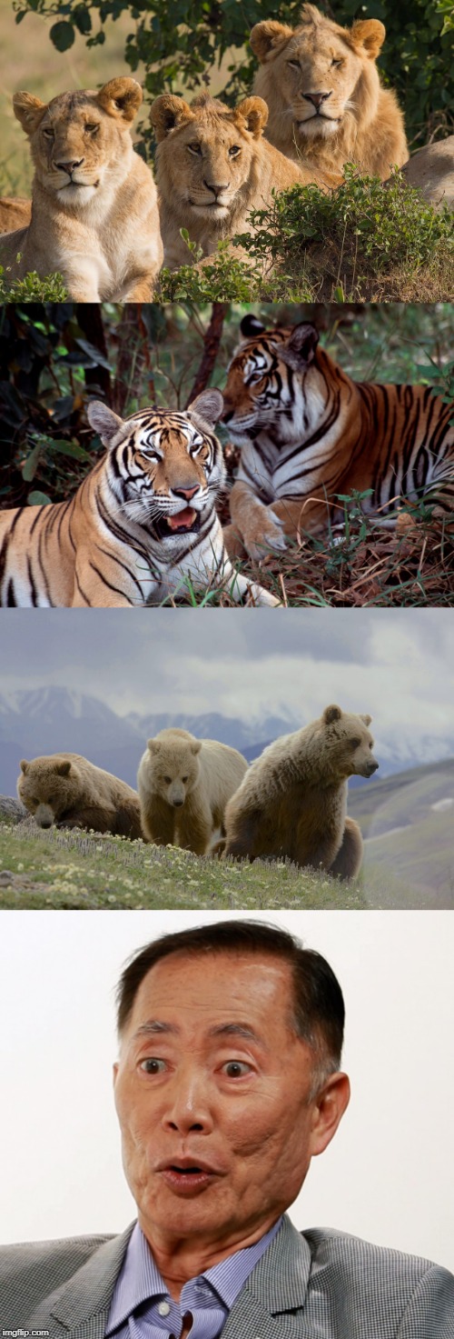 No caption necessary. | image tagged in lions,tigers,bears,oh my | made w/ Imgflip meme maker