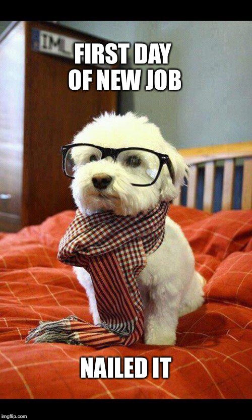 Intelligent Dog | FIRST DAY OF NEW JOB; NAILED IT | image tagged in memes,intelligent dog | made w/ Imgflip meme maker