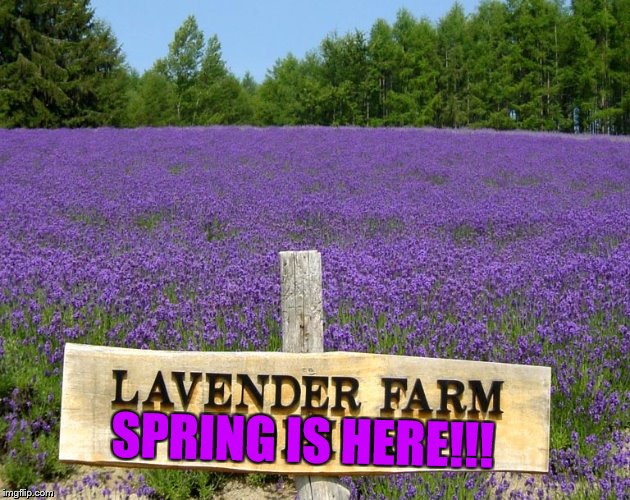 Finally | SPRING IS HERE!!! | image tagged in memes,spring,here,beautiful,lavender,flowers | made w/ Imgflip meme maker
