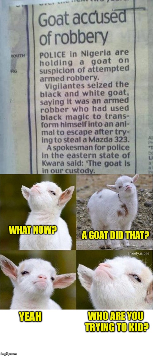 When it comes to headlines, this is up there with the GOAT | WHAT NOW? A GOAT DID THAT? WHO ARE YOU TRYING TO KID? YEAH | image tagged in memes,newspaper,headlines,goats,robbery,seriously face | made w/ Imgflip meme maker