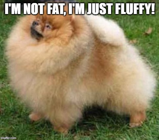 Pomeranian gone wild | I'M NOT FAT, I'M JUST FLUFFY! | image tagged in pomeranian gone wild | made w/ Imgflip meme maker