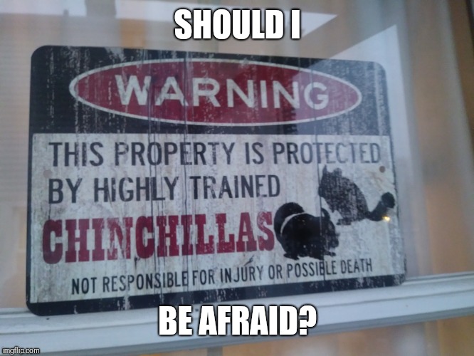 Chinchilla Ninjas Warning | SHOULD I; BE AFRAID? | image tagged in funny memes,animals,ninjas | made w/ Imgflip meme maker
