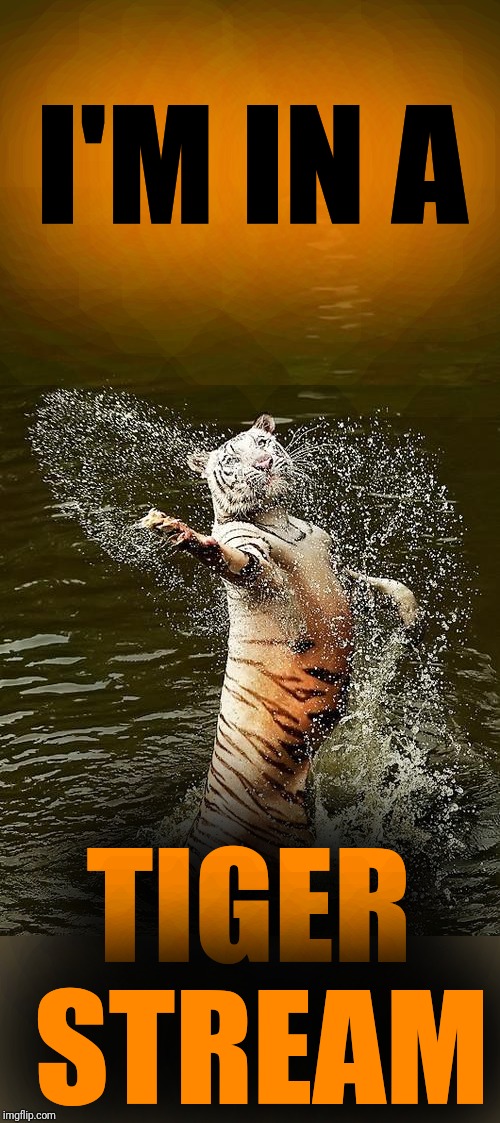 Where does Fabulous Tiger swim?  Wherever he wants to! | I'M IN A; TIGER STREAM | image tagged in fabulous tiger | made w/ Imgflip meme maker