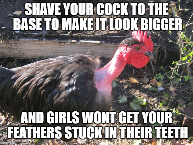 SHAVE YOUR COCK TO THE BASE TO MAKE IT LOOK BIGGER AND GIRLS WONT GET YOUR FEATHERS STUCK IN THEIR TEETH | made w/ Imgflip meme maker