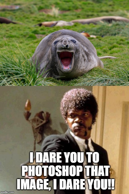 Add photoshops of the seal's face in the comments | I DARE YOU TO PHOTOSHOP THAT IMAGE, I DARE YOU!! | image tagged in memes,say that again i dare you | made w/ Imgflip meme maker