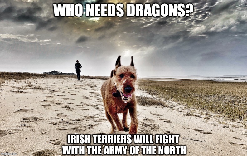 Fighting Irish, Game of Thrones | WHO NEEDS DRAGONS? IRISH TERRIERS WILL FIGHT WITH THE ARMY OF THE NORTH | image tagged in irish terrier,game of thrones,got | made w/ Imgflip meme maker
