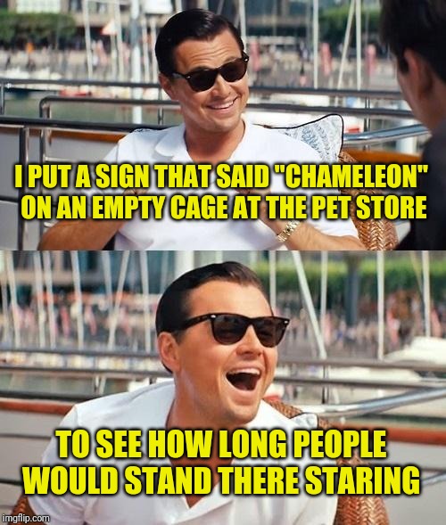 How long did it take them to figure out it's empty? | I PUT A SIGN THAT SAID "CHAMELEON" ON AN EMPTY CAGE AT THE PET STORE; TO SEE HOW LONG PEOPLE WOULD STAND THERE STARING | image tagged in memes,leonardo dicaprio wolf of wall street,leonardo dicaprio cheers,frontpage,karma chameleon,craziness_all_the_way | made w/ Imgflip meme maker