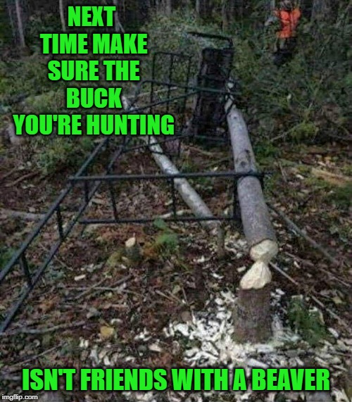 When the animals fight back... | NEXT TIME MAKE SURE THE BUCK YOU'RE HUNTING; ISN'T FRIENDS WITH A BEAVER | image tagged in beaver attack,memes,hunting,funny,animals,revenge | made w/ Imgflip meme maker
