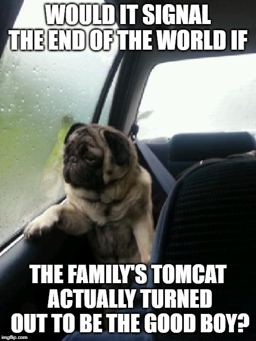 Introspective Pug | WOULD IT SIGNAL THE END OF THE WORLD IF; THE FAMILY'S TOMCAT ACTUALLY TURNED OUT TO BE THE GOOD BOY? | image tagged in introspective pug | made w/ Imgflip meme maker