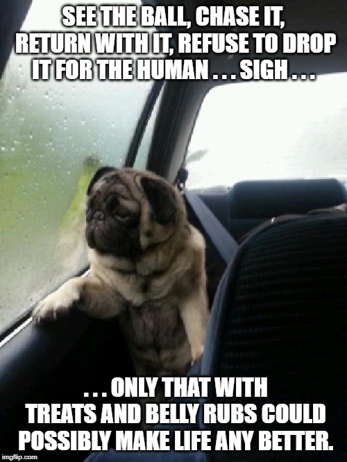 Introspective Pug | SEE THE BALL, CHASE IT, RETURN WITH IT, REFUSE TO DROP IT FOR THE HUMAN . . . SIGH . . . . . . ONLY THAT WITH TREATS AND BELLY RUBS COULD POSSIBLY MAKE LIFE ANY BETTER. | image tagged in introspective pug | made w/ Imgflip meme maker
