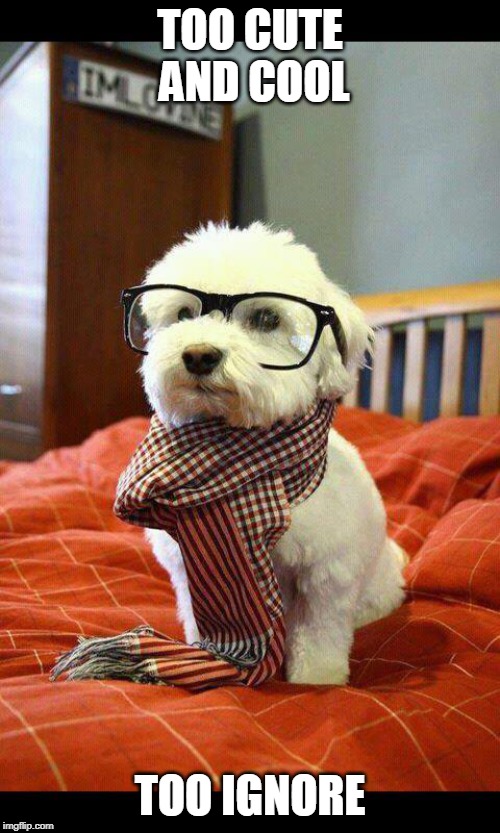 Intelligent Dog | TOO CUTE AND COOL; TOO IGNORE | image tagged in memes,intelligent dog | made w/ Imgflip meme maker