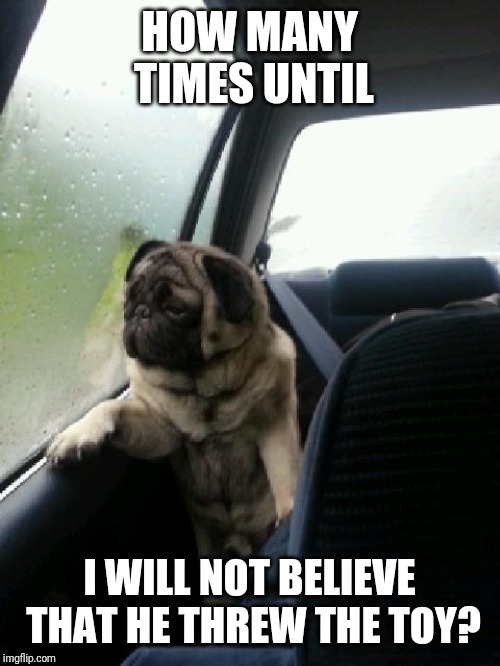 Introspective Pug | HOW MANY TIMES UNTIL; I WILL NOT BELIEVE THAT HE THREW THE TOY? | image tagged in introspective pug | made w/ Imgflip meme maker