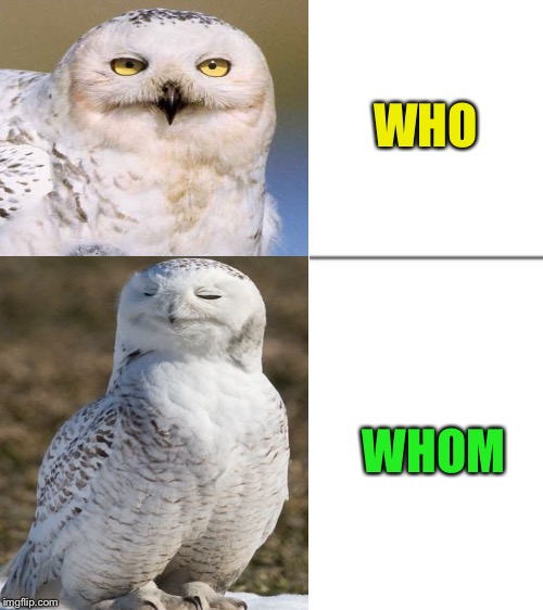 Now that’s a classy owl - Inspired by the Tuxedo Winnie the Pooh meme template. | WHO; WHOM | image tagged in meme,templates,inspiration,tuxedo winnie the pooh,owls,stay classy | made w/ Imgflip meme maker